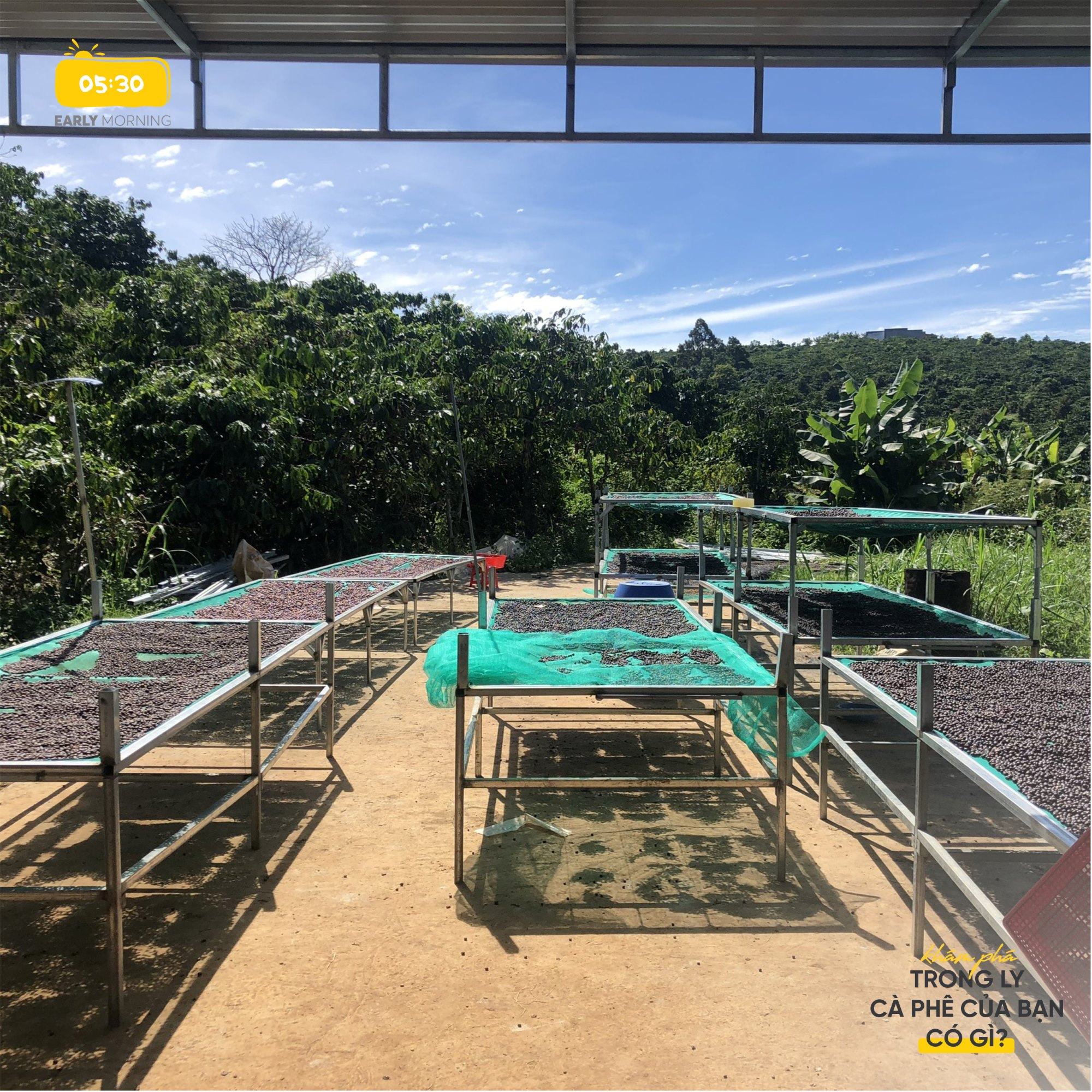 Giàn phơi cà phê của Early Morning