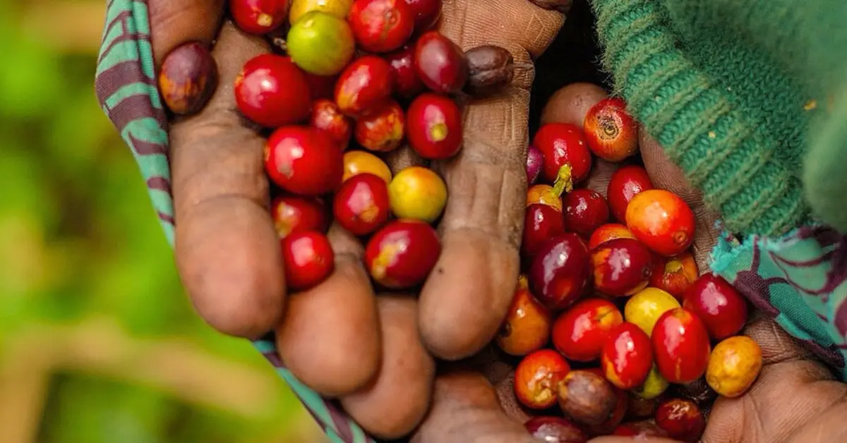 trái-cà-phê-Arabica-chín-tại-Rwanda