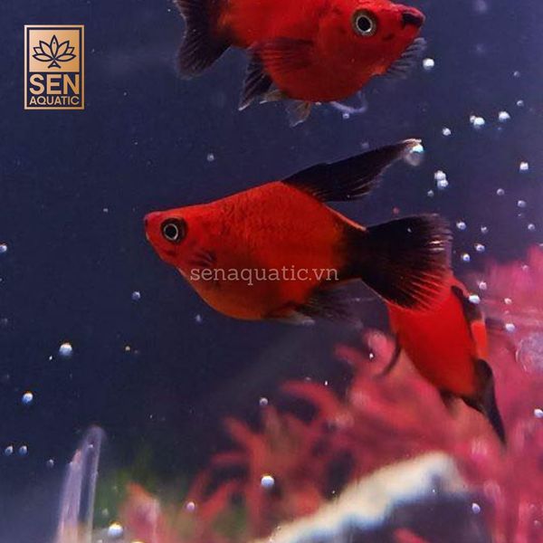 Top 6 loài động vật thủy sinh giúp bể cá của bạn luôn sạch sẽ