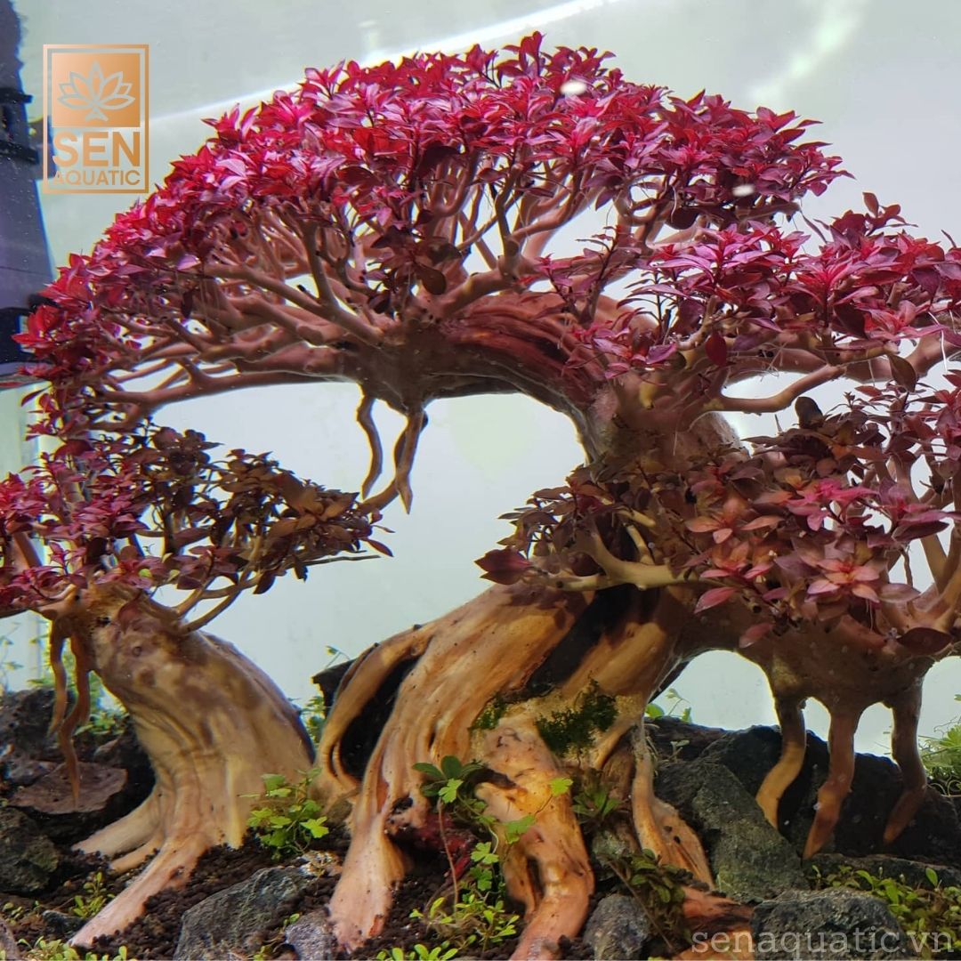 Tim hiêu phong cach thuy sinh bonsai tân đê cho ngay têt