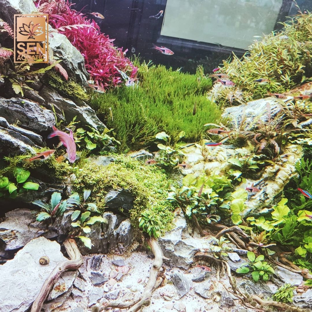 Dòng cây Trung cảnh trong kiến tạo bể thủy sinh