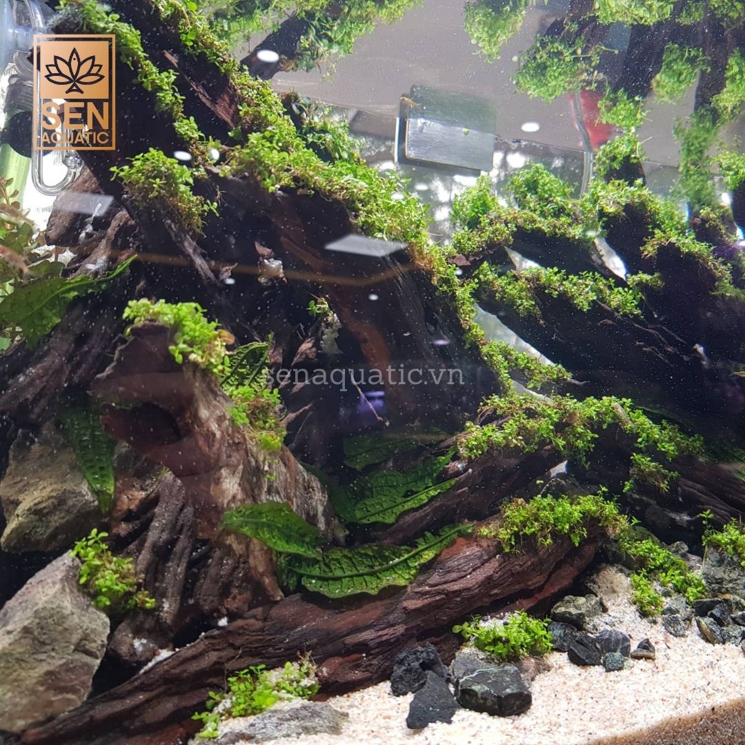 Tầm quan trọng của CO2 trong bể thủy sinh đối với cây trồng