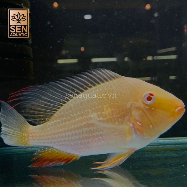 Top 6 loài động vật thủy sinh giúp bể cá của bạn luôn sạch sẽ