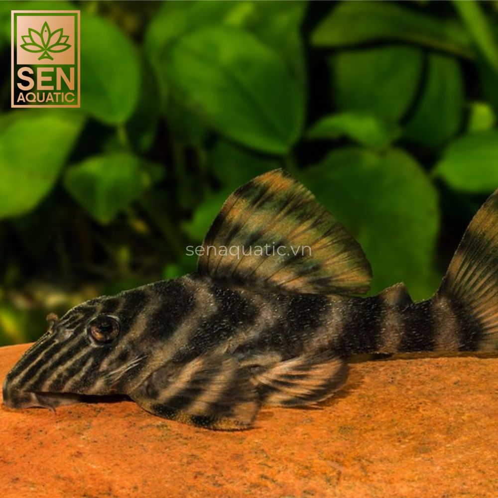 https://senaquatic.vn/ca-pleco-l398-panaqolus-tankei