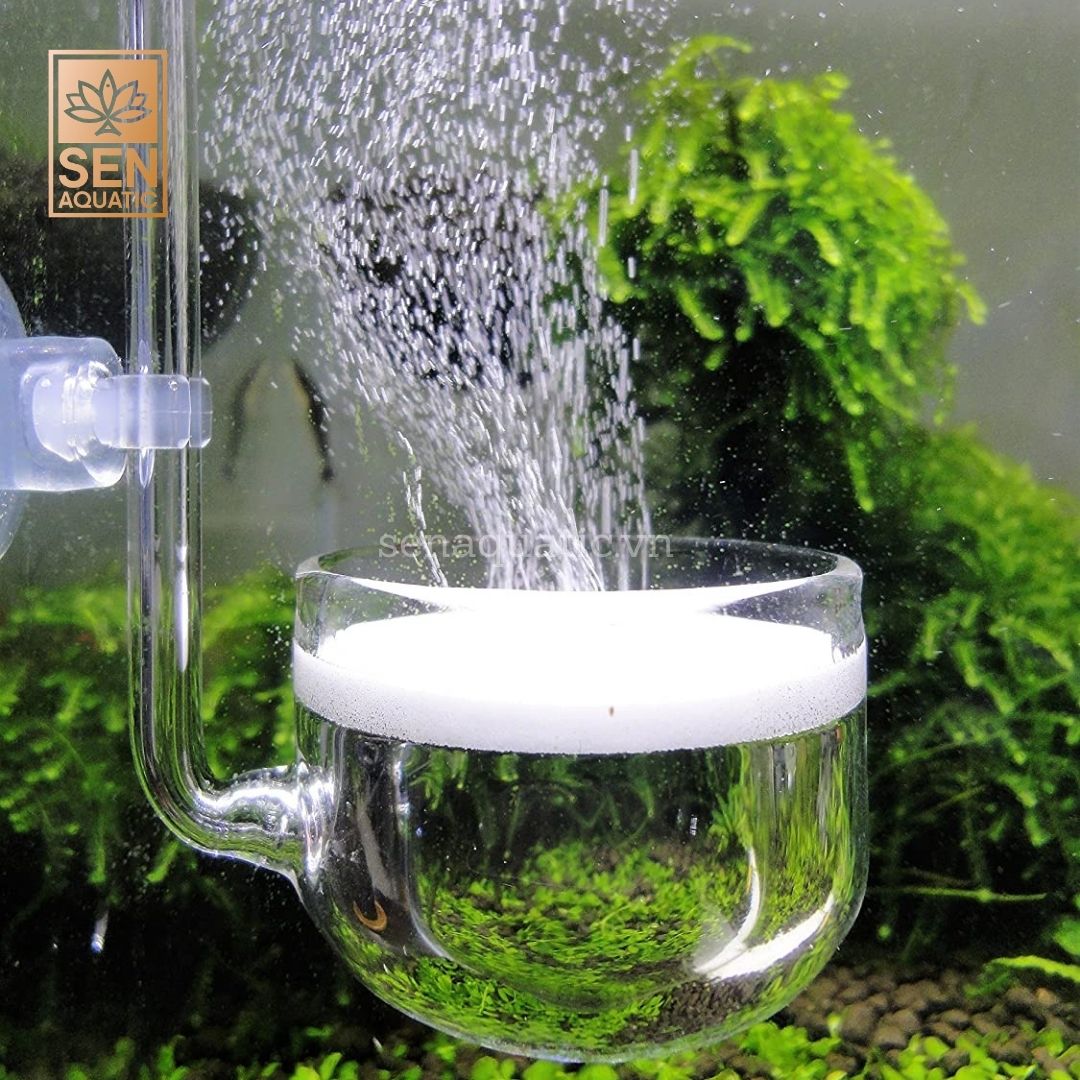 Tầm quan trọng của CO2 trong bể thủy sinh đối với cây trồng