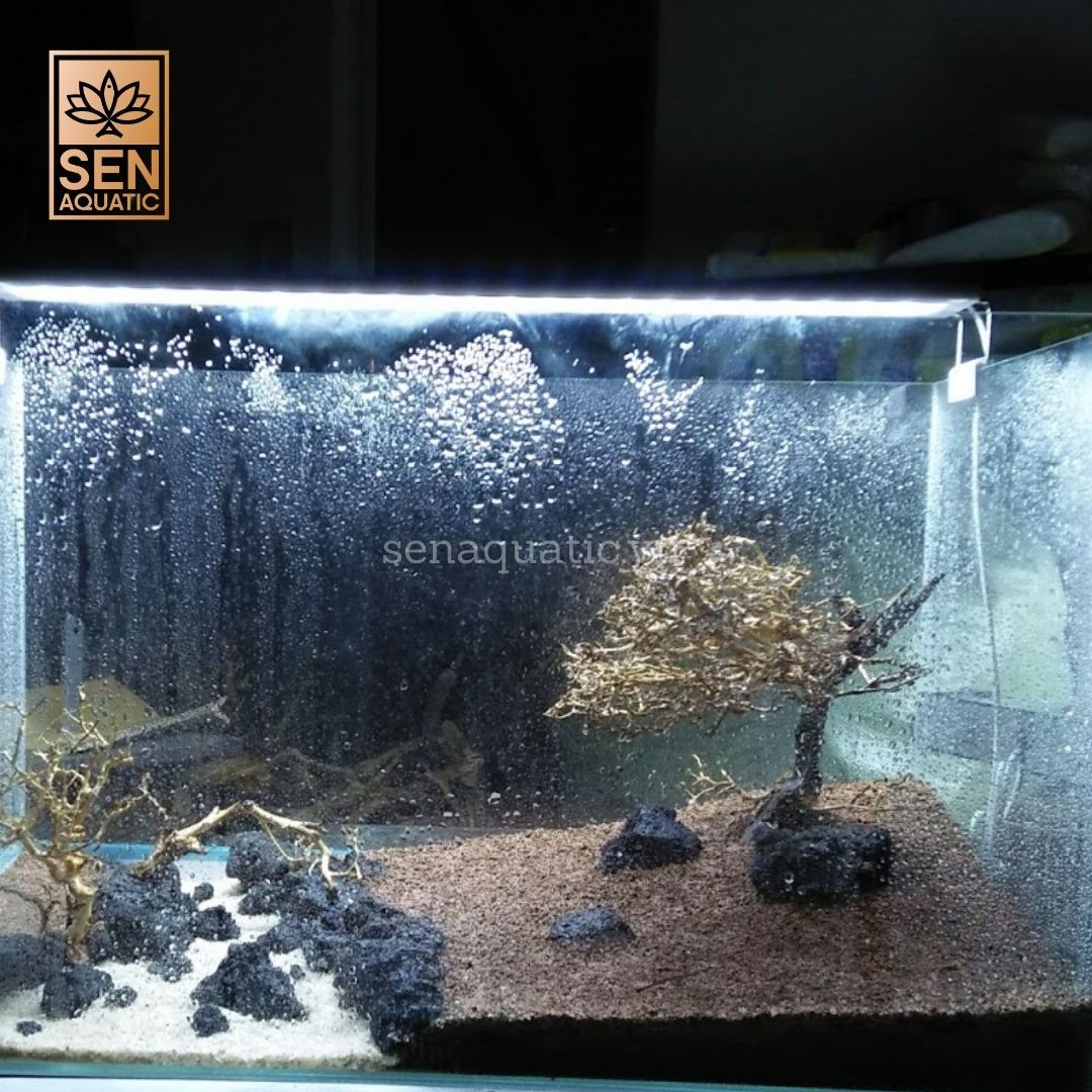 Cách Thiết Lập Một Bể Trồng Cây Thủy Sinh Cho Người Mới Bắt Đầu