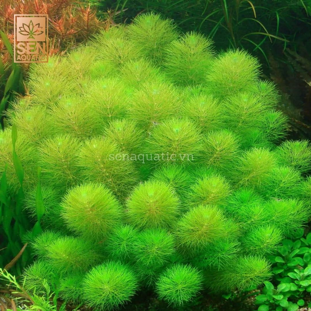 Dòng cây Trung cảnh trong kiến tạo bể thủy sinh