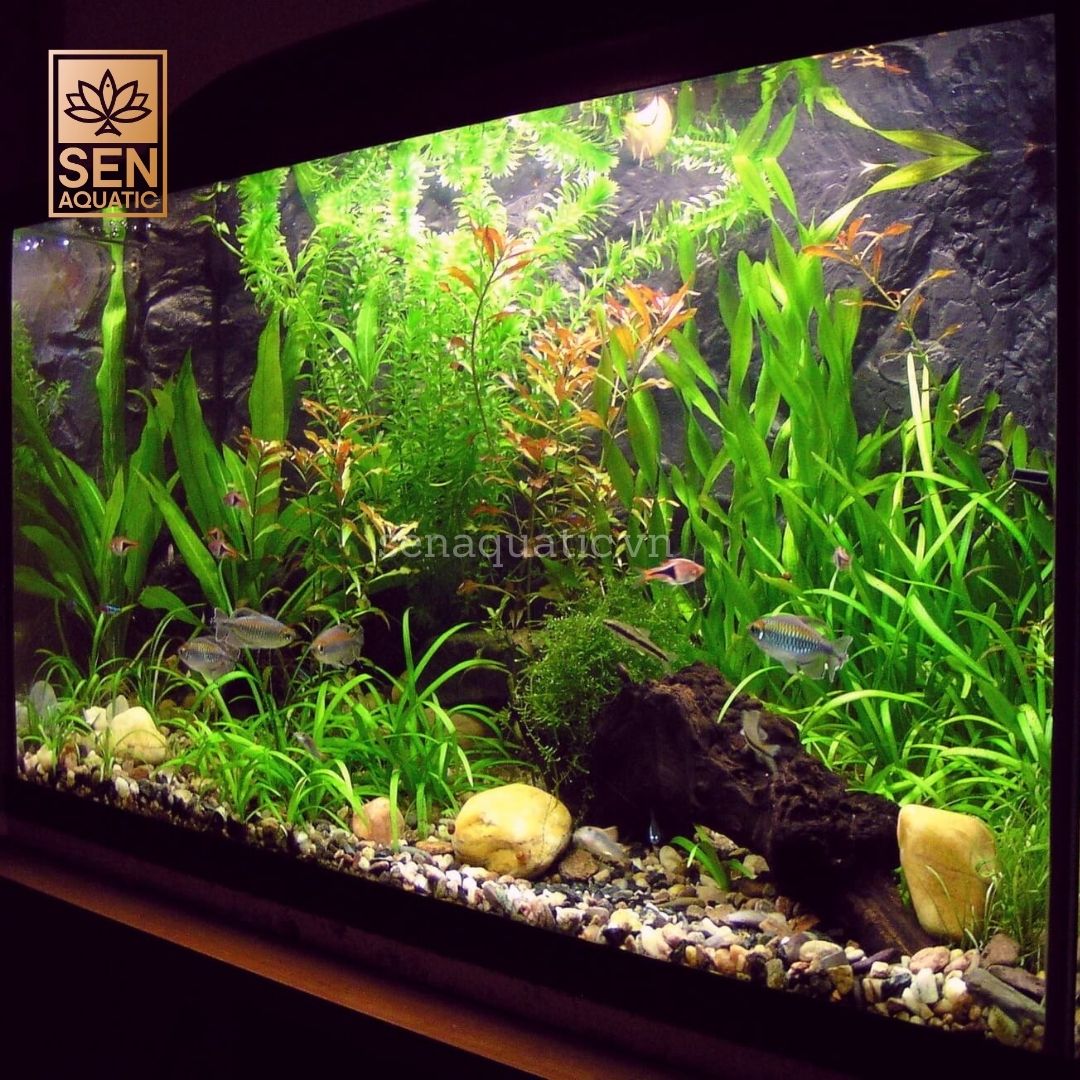Cách Thiết Lập Một Bể Trồng Cây Thủy Sinh Cho Người Mới Bắt Đầu