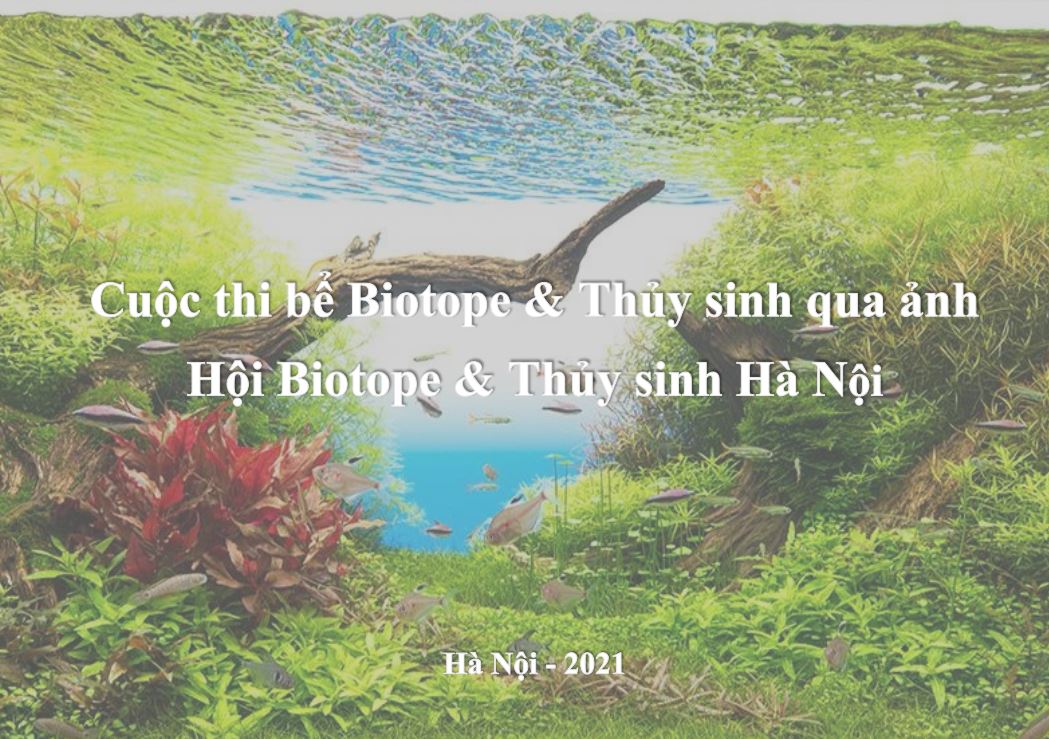 Sen Aquatic - Nhà tài trợ Vàng cho Cuộc thi bể Biotope và Thủy sinh qua ảnh tại Hà Nội
