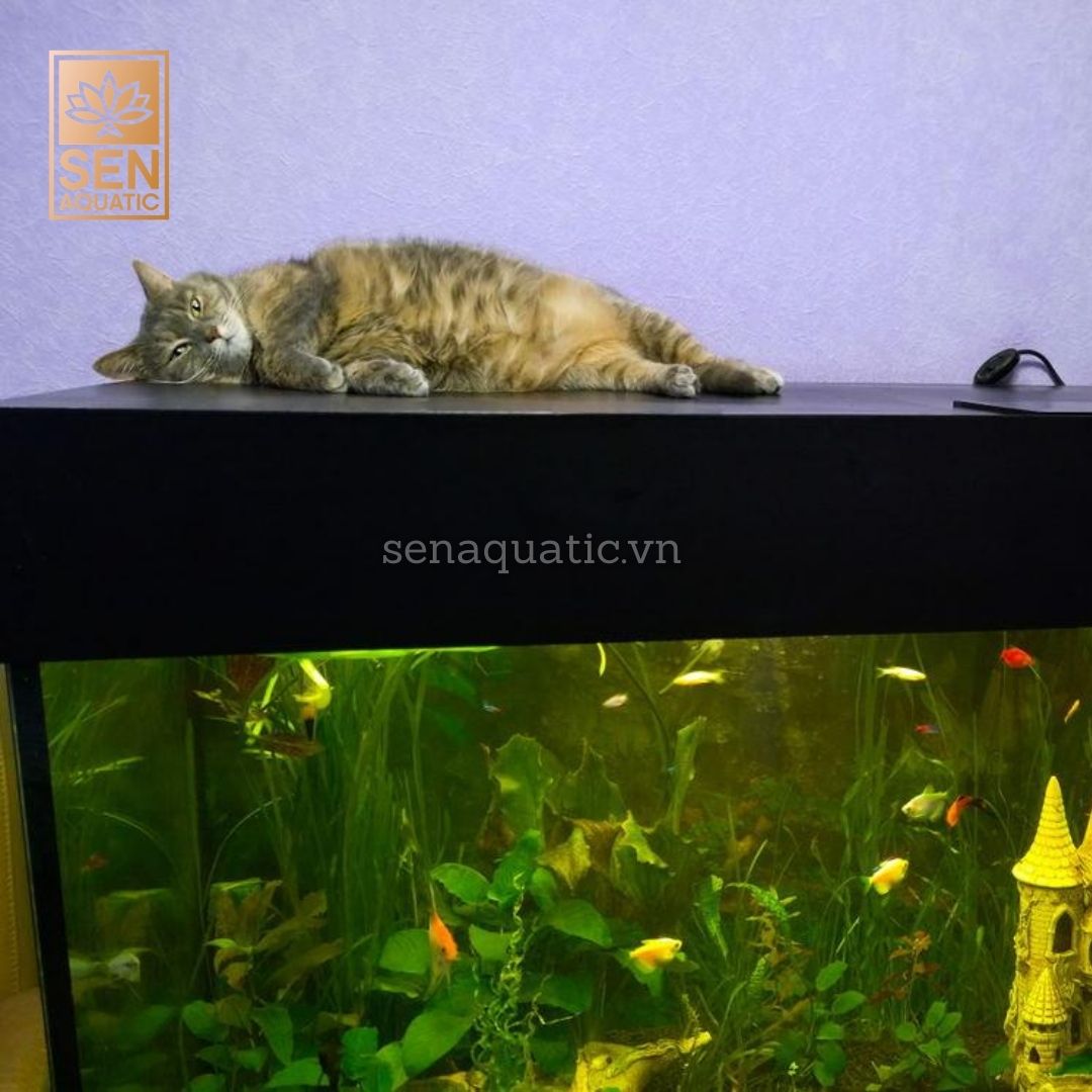 Cách Thiết Lập Một Bể Trồng Cây Thủy Sinh Cho Người Mới Bắt Đầu