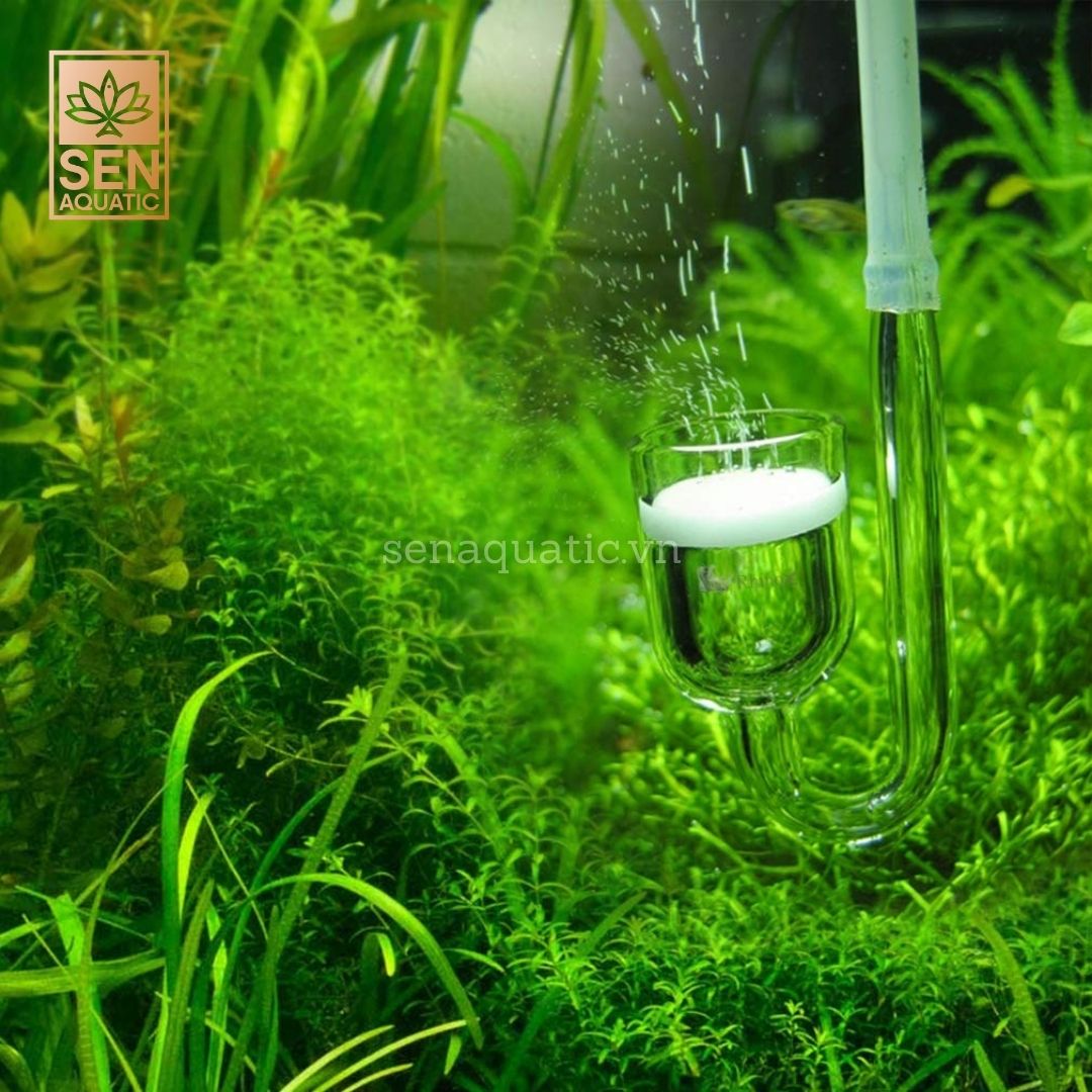 Tầm quan trọng của CO2 trong bể thủy sinh đối với cây trồng