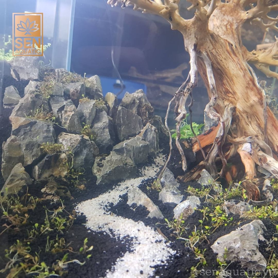 Tìm Hiểu Phong Cách Thủy Sinh Bon Sai Tân Đế 5