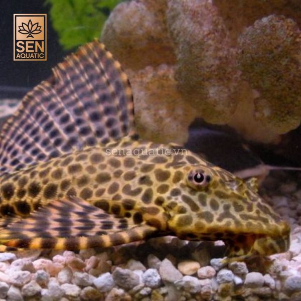 Top 6 loài động vật thủy sinh giúp bể cá của bạn luôn sạch sẽ