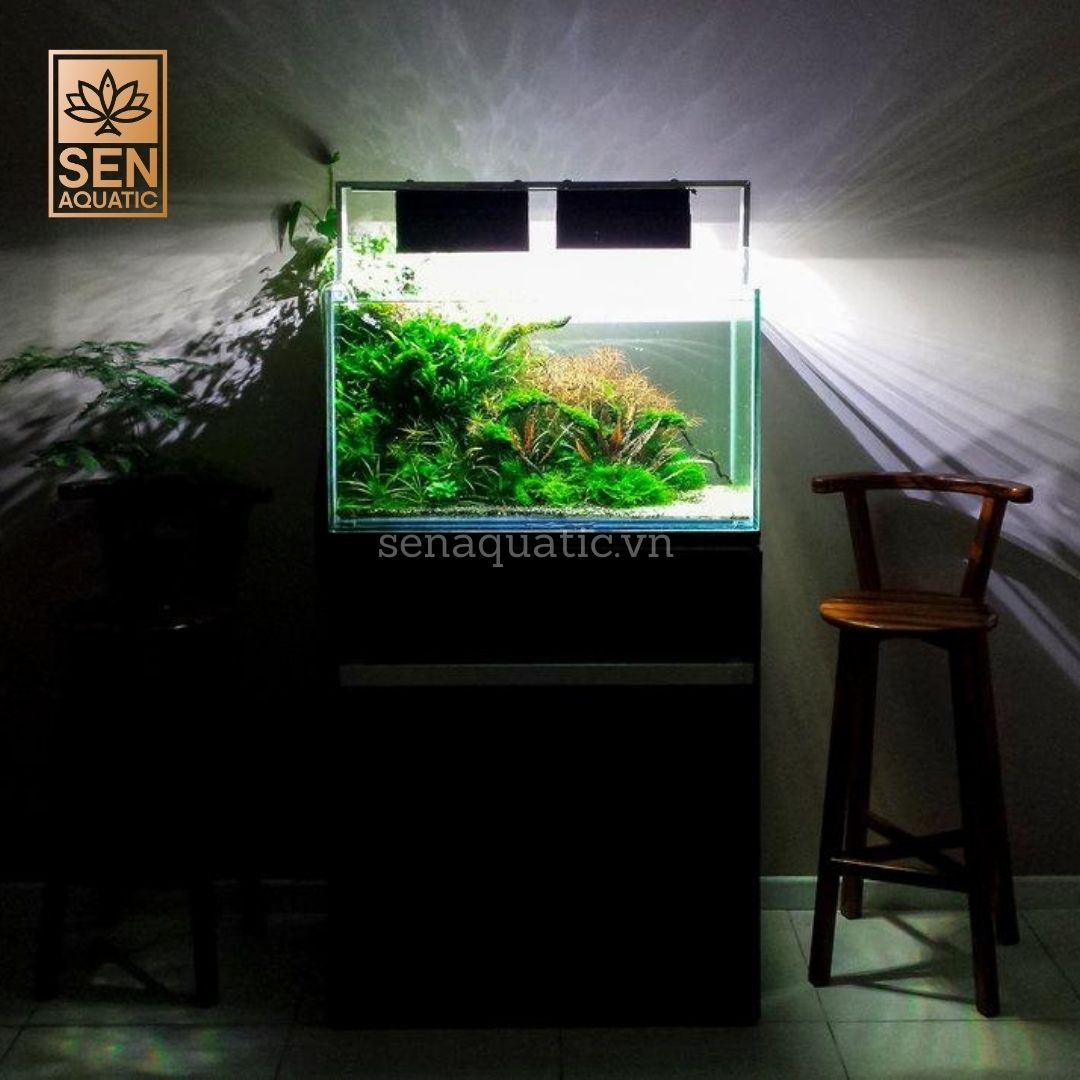 Cách Thiết Lập Một Bể Trồng Cây Thủy Sinh Cho Người Mới Bắt Đầu