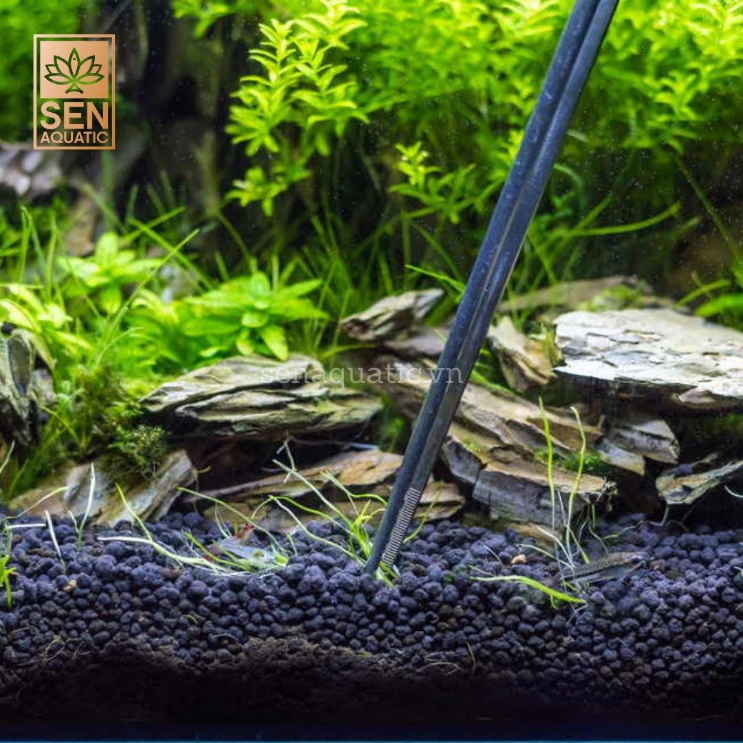 Cách Thiết Lập Một Bể Trồng Cây Thủy Sinh Cho Người Mới Bắt Đầu