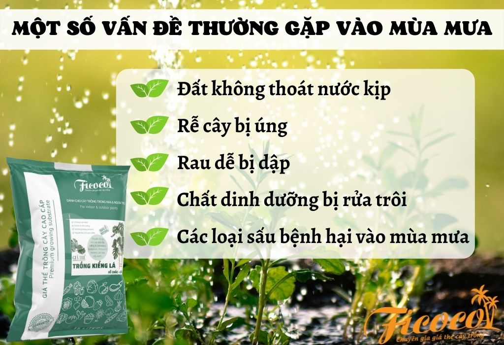 van-de-thuong-gap-vao-mua-mua