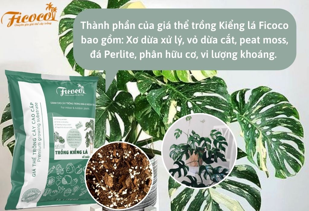 thanh-phan-gia-the-kieng-la