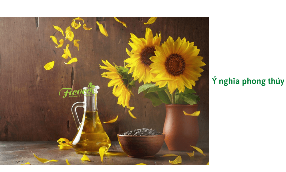 Ý nghĩa đặc biệt của loài hoa hướng dương
