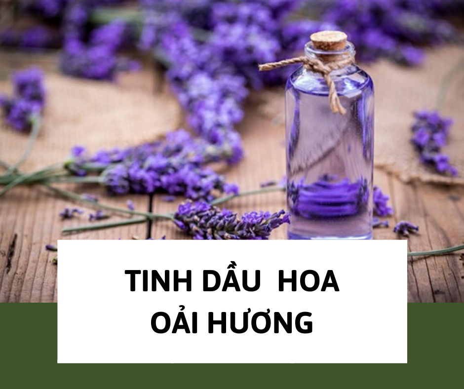 Công dụng và cách chưng cất tinh dầu oải hương