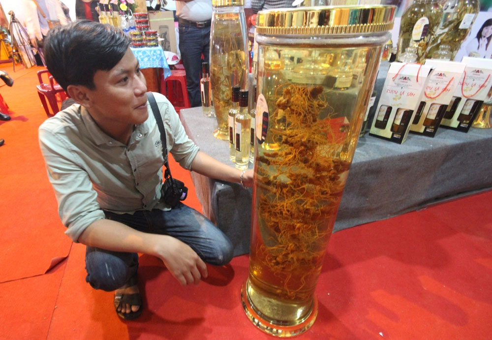 cách ngâm rượu sâm ngọc linh