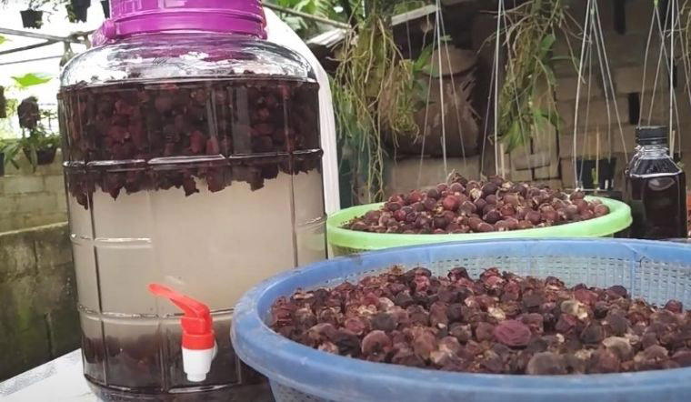 cách ngâm rượu sim ngon