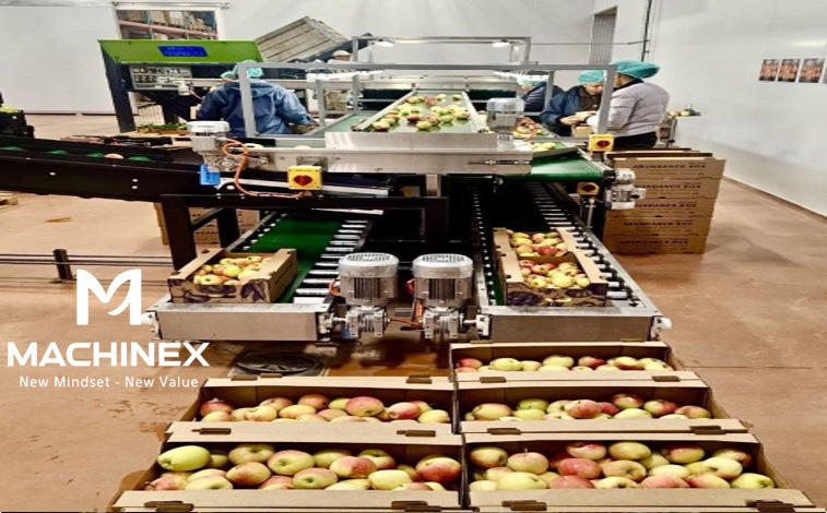 dây chuyền đóng gói trái cây