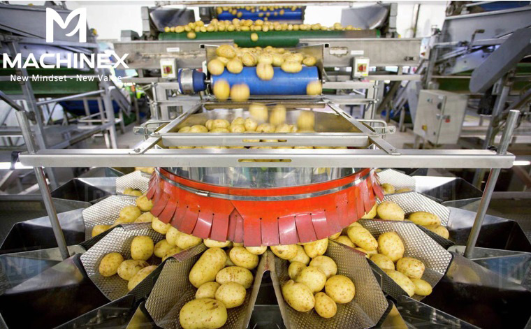 dây chuyền phân loại rau củ