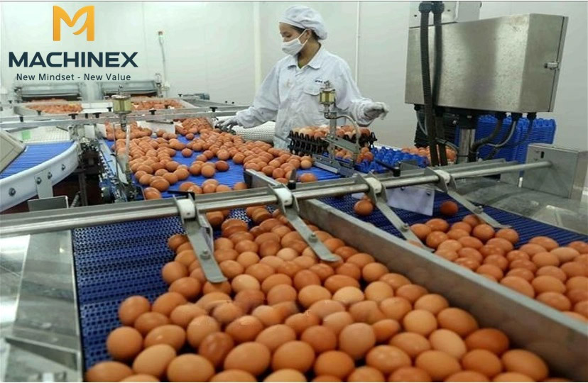 dây chuyền rửa và phân loại trứng gà