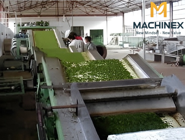 Sản xuất bột rau má công nghệ cao