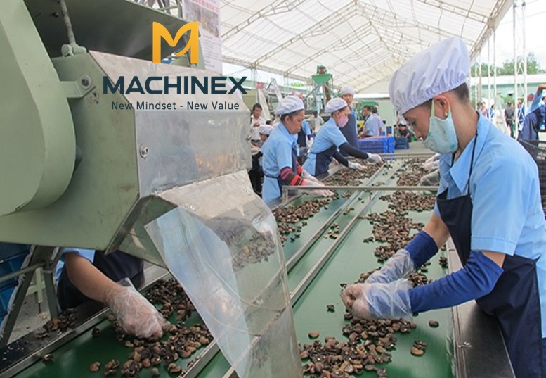 Nâng cao chất lượng hạt điều