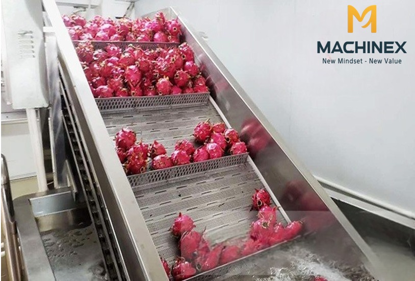 Dây chuyền sấy thanh long hiện đại