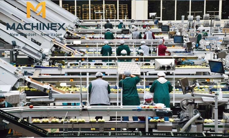 dây chuyền sơ chế trái cây