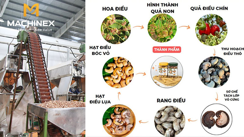 Bí quyết sản xuất hạt điều giữ độ giòn lâu khi bảo quản và vận chuyển