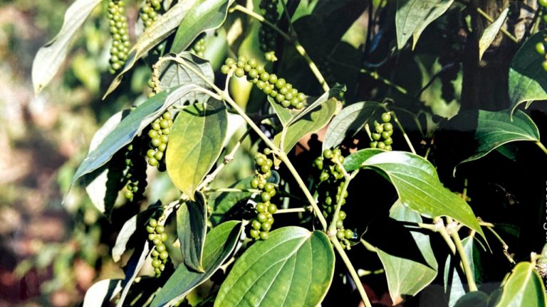 Hướng dẫn chưng cất tinh dầu hồ tiêu
