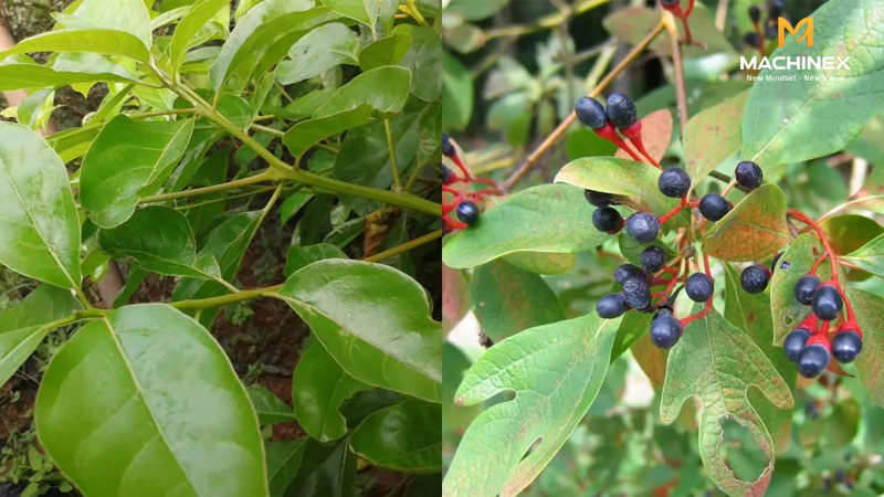 Hướng dẫn chưng cất tinh dầu xá xị