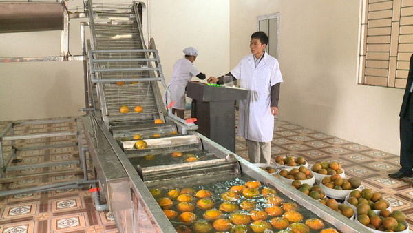 máy rửa thực phẩm công nghiệp
