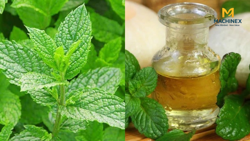 ngửi tinh dầu bạc hà có biết chất lượng