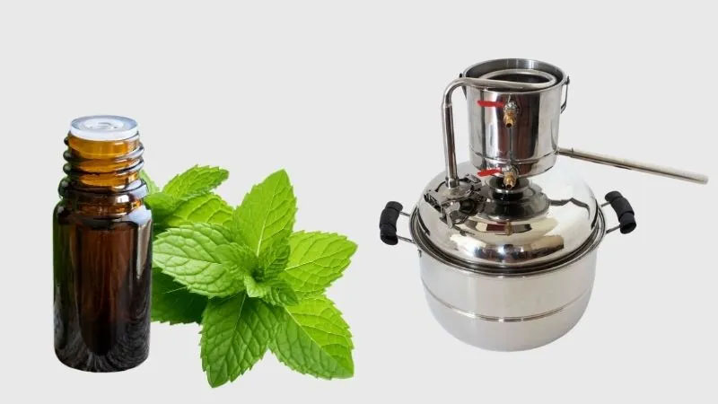 Quy trình chưng cất tinh dầu bạc hà tại nhà