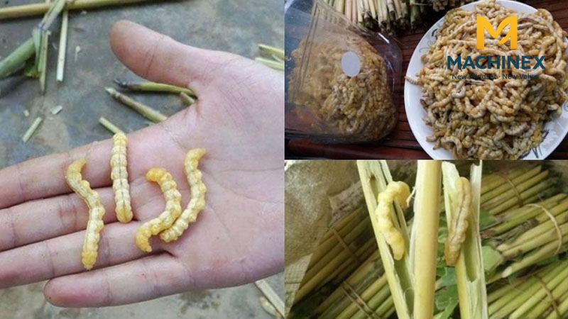 Sâu chít ngâm rượu