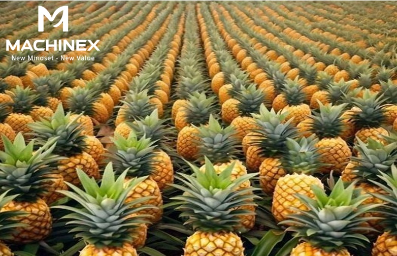 Dứa tươi đạt chuẩn xuất khẩu EU