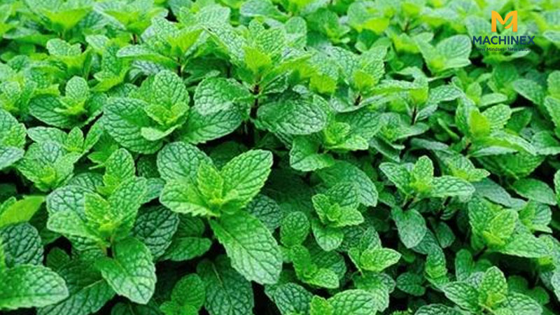 Tinh dầu bạc hà bị oxy hóa nhẹ có thay đổi mùi the ngọt hay không