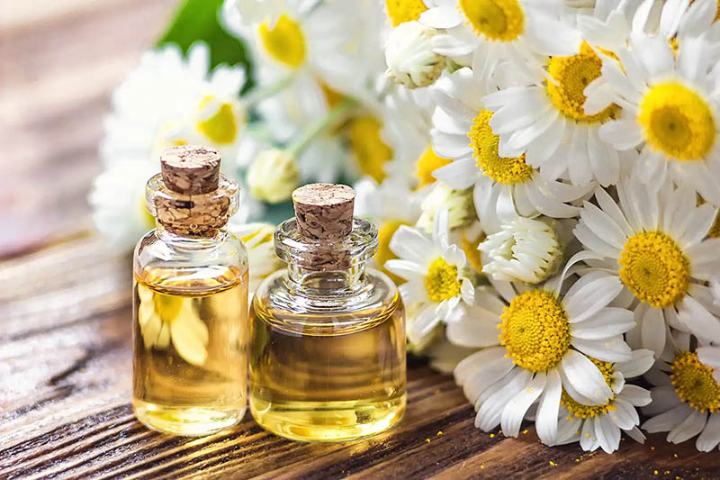 tinh dầu cúc la mà