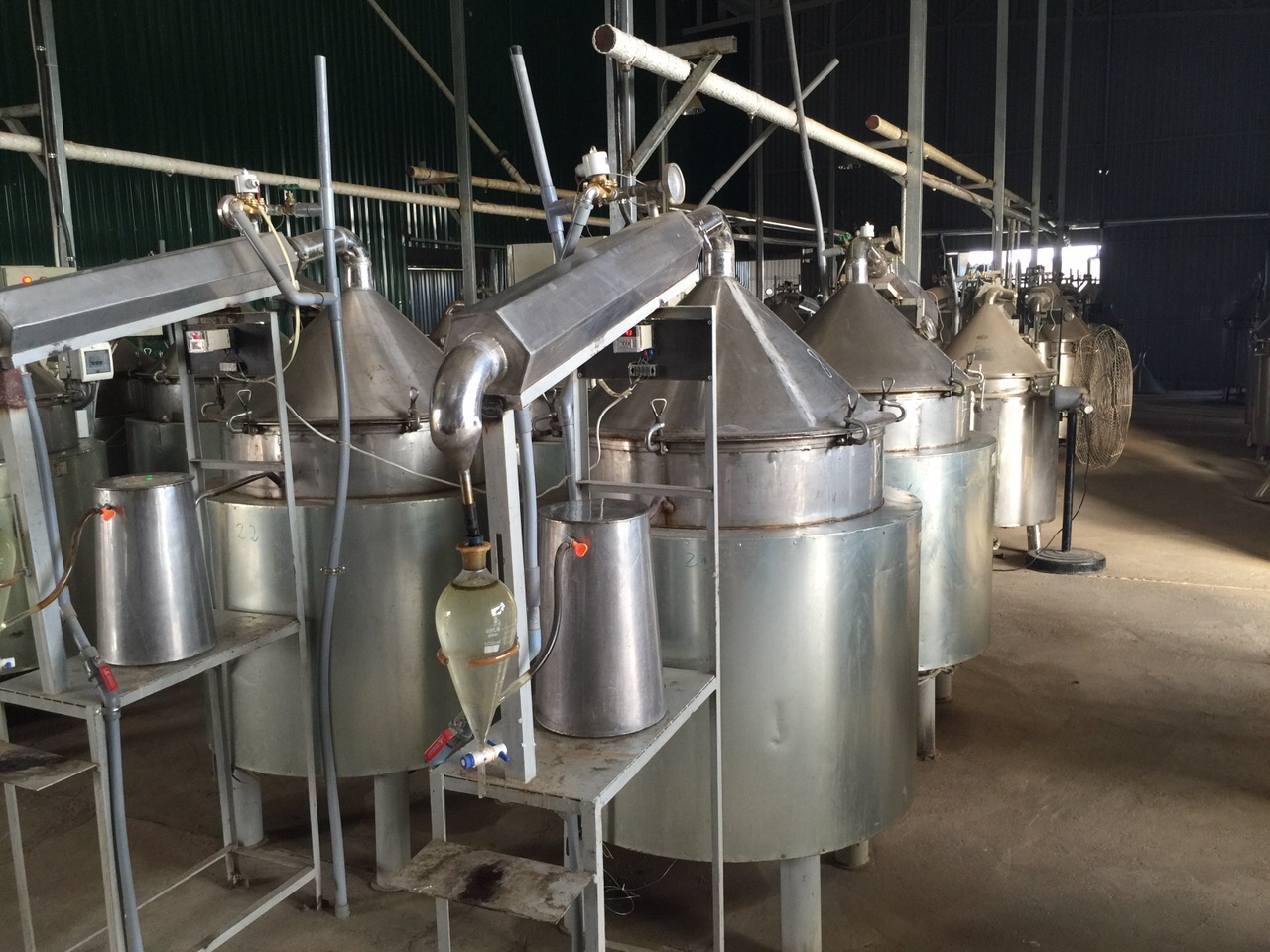 chưng cất tinh dầu húng quế chất lượng cao