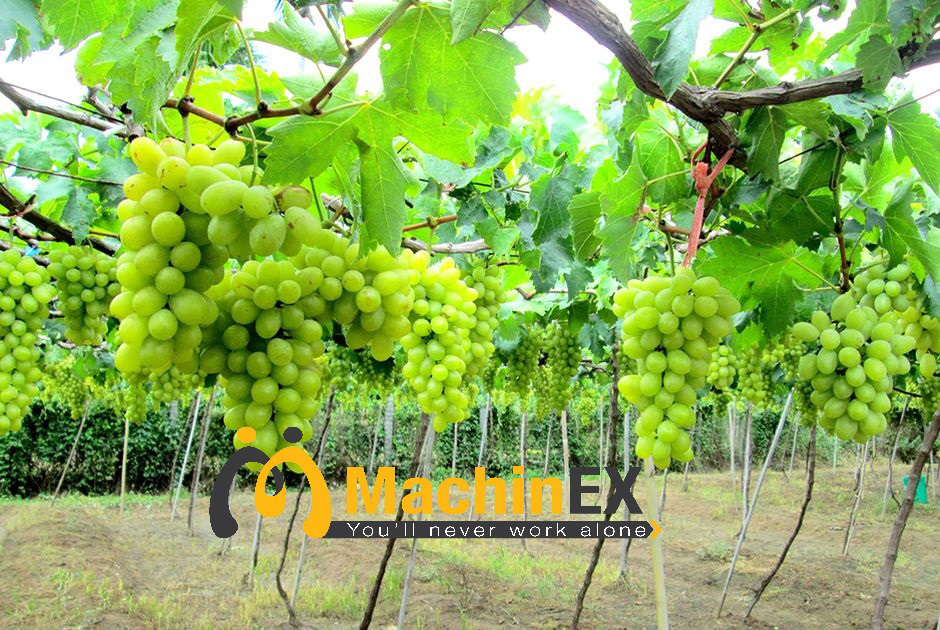 vườn nho ninh thuận