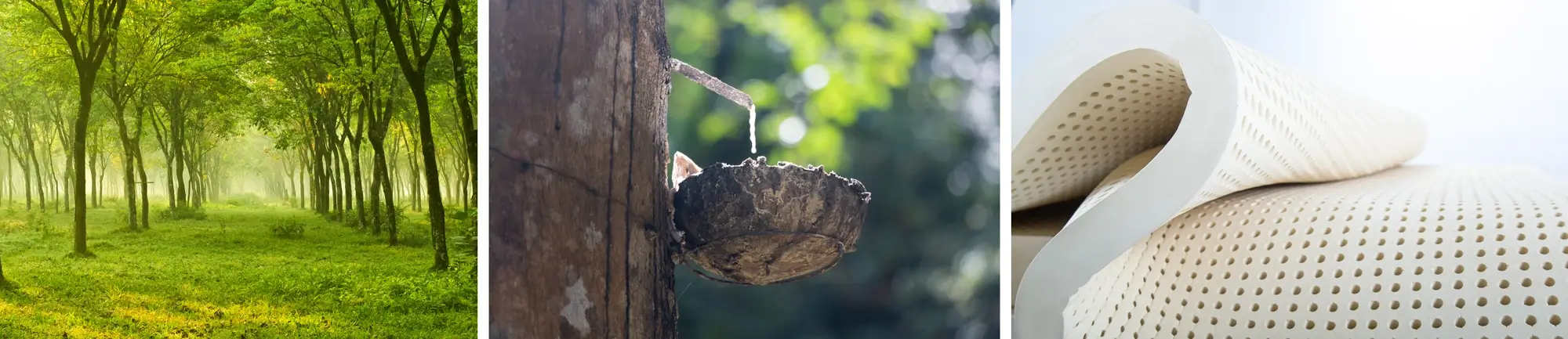 Nệm cao su QUEEN LATEX UNIQUE PLUS