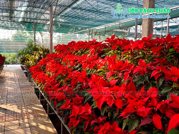 Bán cây hoa trạng nguyên giá rẻ