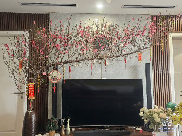 Cành đào huyền trưng phòng khách ngày Tết