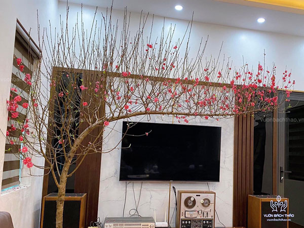 Cành đào huyền trưng Tết đẹp