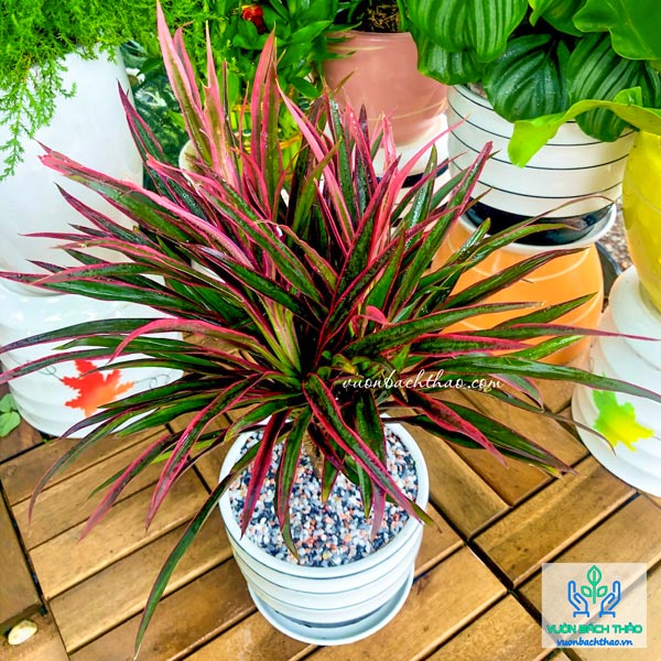 Cây ánh dương để bàn