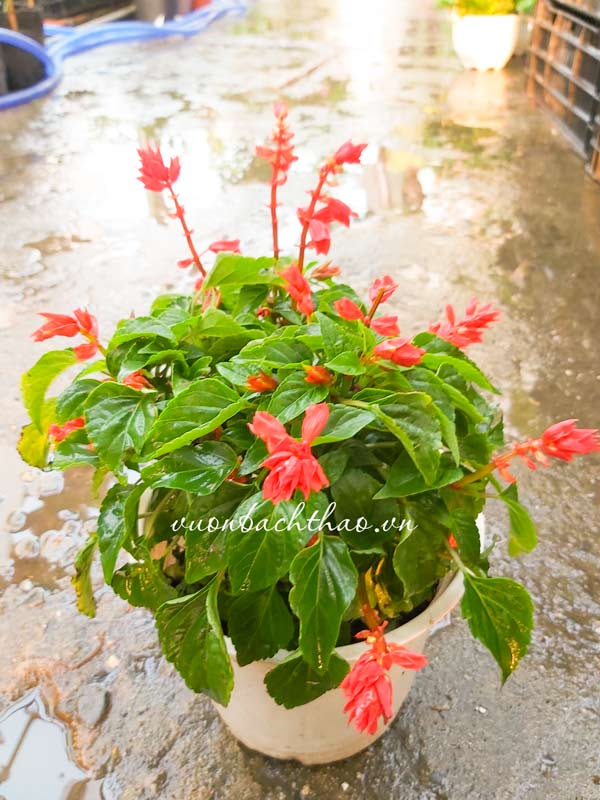 cây hoa xác pháo giá rẻ